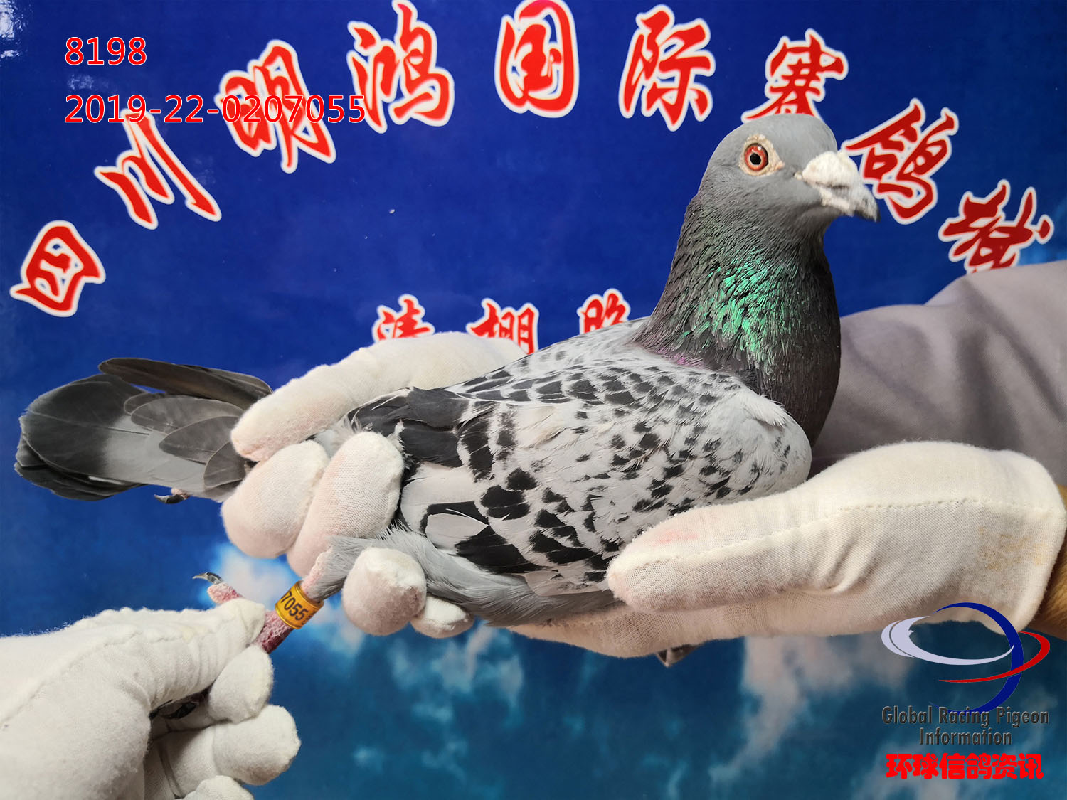8198