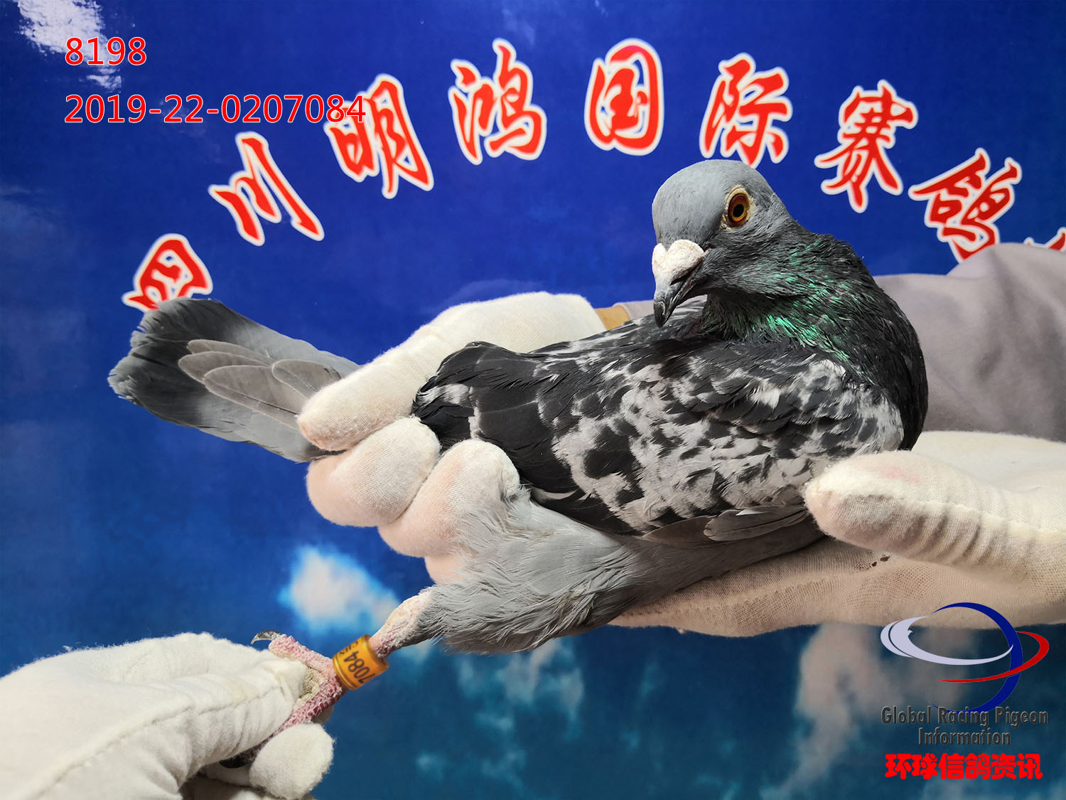 8198