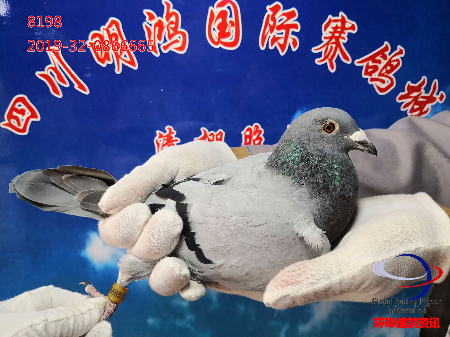 8198